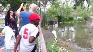 Selfie With Angry Swan