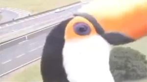 Toucan Inspects Traffic Camera
