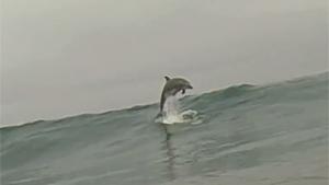 Dolphin Says Hello To Surfer
