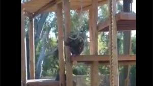 Orangutan Fakes Hanging