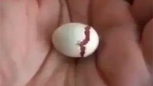 Egg hatches In Hand