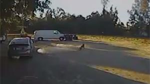 Rottweiler Saves Chihuahua From Coyote