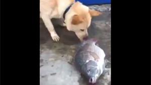 Dog Tries To Save Fish