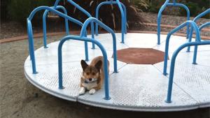 Dog On The Merry Go Round