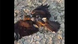 Snake Strangles Hawk