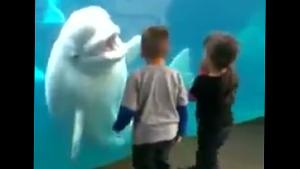 Beluga Whale Startles Kids