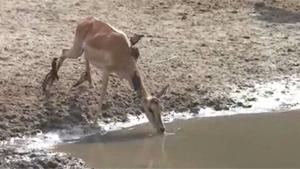 Gazelle Almost Crocodile Lunch