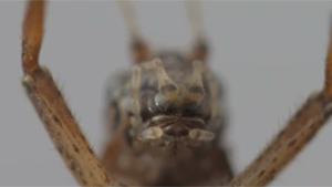 Macro Video Of Cricket