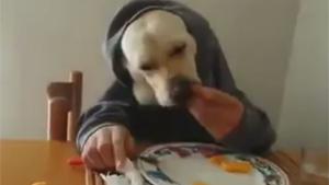 Dog Having Dinner