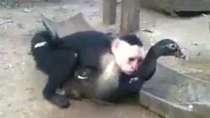 Monkey Raping Duck