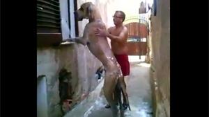Washing Huge Dog