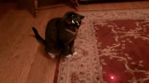 Cat Chasing Laser