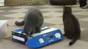Cat Locks Up Cat