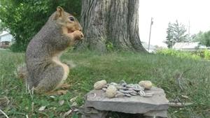 Squirrel Violates Camera