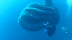 Encounter With Gigantic Sunfish