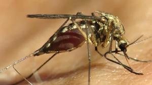 Mosquito Bite Macro Video