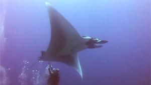 Giant Manta Ray Asking For Help