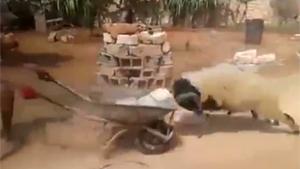 Wheelbarrow vs Ram