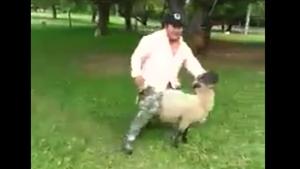 Revange For Riding Sheep