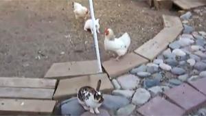 Chicken Intervention
