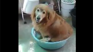 Bathing Time For Doggy