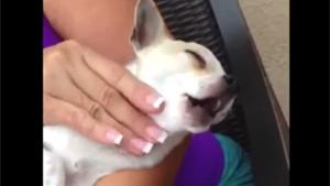 Dog Gets Relaxing Massage