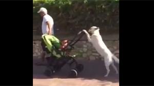 Dog Is Walking The Kid