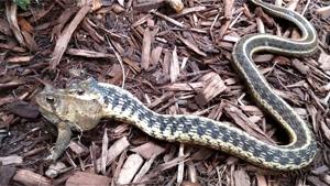 Snake Devours Toad