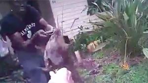 Attacking Pitbull Gets Tasered