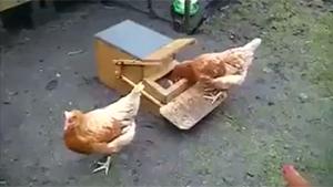 Manual Operated Chicken Feeder