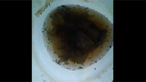Extreme Dirty Toilet