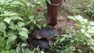 Mating Tortoise Gets Disrupted