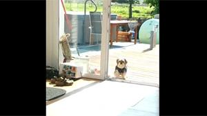 Dog Thinks Door Is Closed