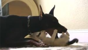 Doberman vs Kitten