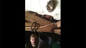 Removing Wasps Nest