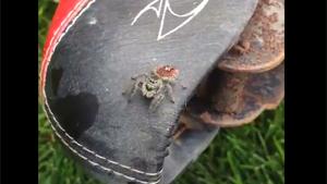 Jumping Spider Says Hello