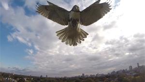 Hawk Takes Down Quadcopter