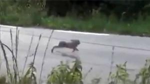 Hare Tries To Catch Rally Car