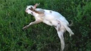 Fainting Goat