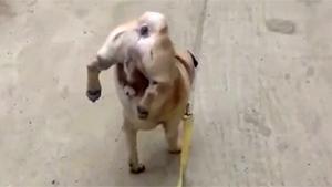 Pissing Like A Boss