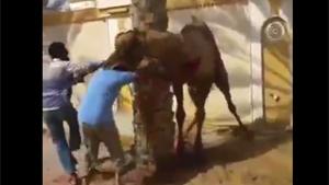 Camel Takes Revenge On Butcher