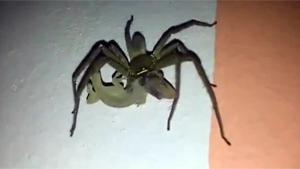 Spider Eating Lizard For Dinner