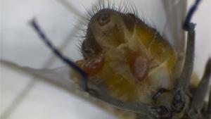 Parasites Eating Dead Fly