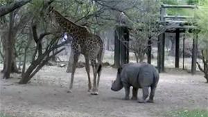 Rhino Wants To Play