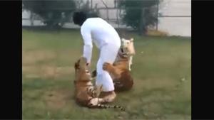 Tiger Bites Arab In Ass