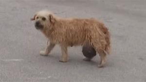 Dog With Big Balls