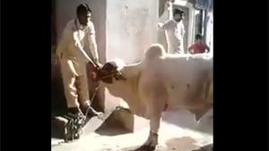 Bull Makes Ippon