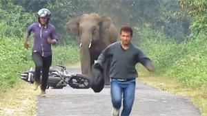 Elephant Hates Noisy Humans