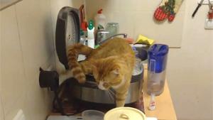 Cat Shitting In Deep Fryer