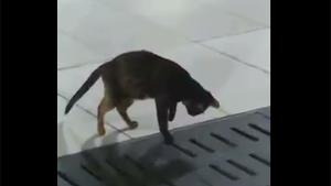 Patient Cat Catching Mouse